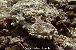 Crokodilefish
Bunaken,Sulawesi,Indonesia, 
Canon G 12
 by Hans-Gert Broeder 